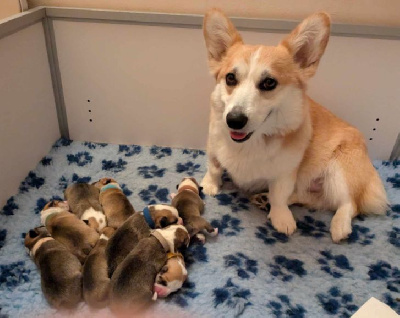 Eli's Farm - Welsh Corgi Pembroke - Portée née le 15/07/2024