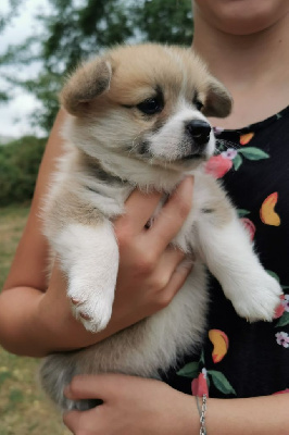 Eli's Farm - Welsh Corgi Pembroke - Portée née le 15/06/2022