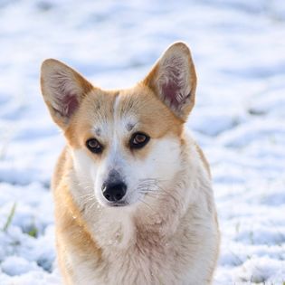 Unreal miracle iz gvardii corgos