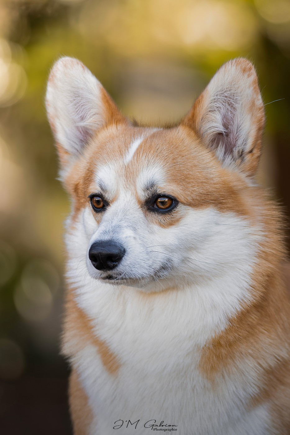 CH. right hunter SHADOW CASTER