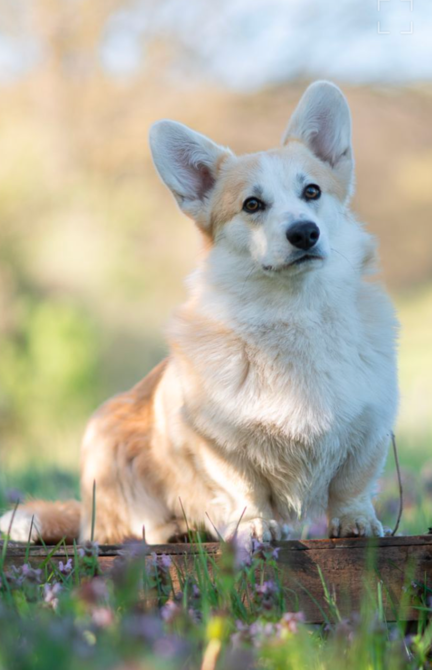 Eli's Farm Aberlour Whisky