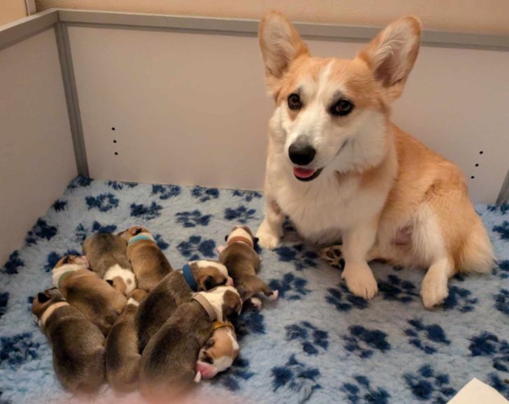 Chiot Welsh Corgi Pembroke Eli's Farm