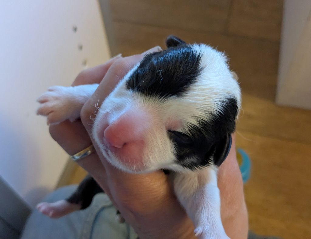 Eli's Farm - Chiots disponibles - Welsh Corgi Pembroke