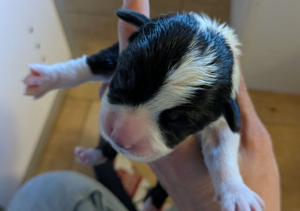 Eli's Farm - Chiots disponibles - Welsh Corgi Pembroke