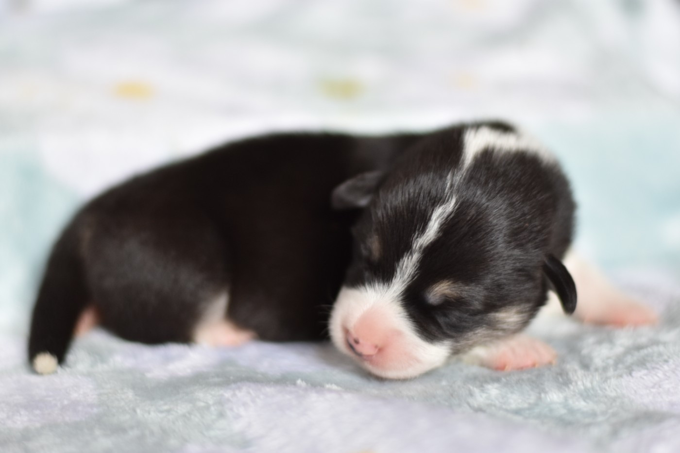 Eli's Farm - Chiots disponibles - Welsh Corgi Pembroke