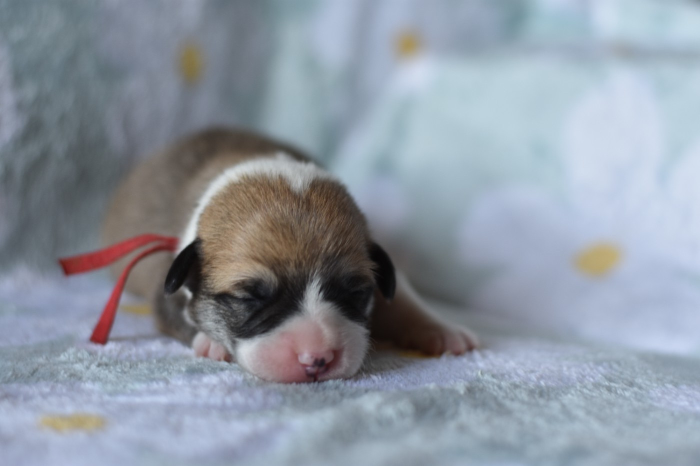 Eli's Farm - Chiots disponibles - Welsh Corgi Pembroke