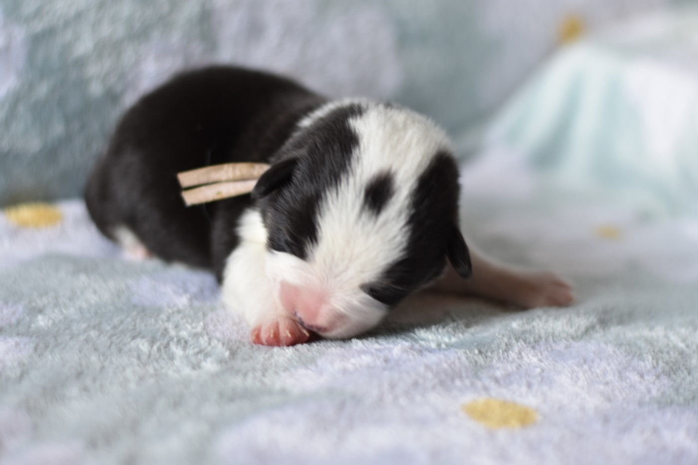 Eli's Farm - Chiots disponibles - Welsh Corgi Pembroke