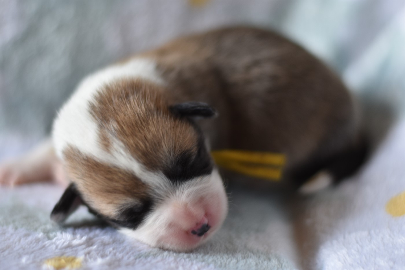Eli's Farm - Chiots disponibles - Welsh Corgi Pembroke
