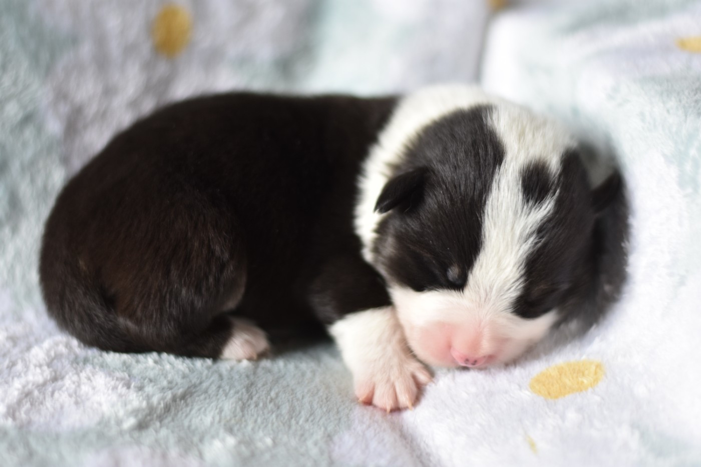 Eli's Farm - Chiots disponibles - Welsh Corgi Pembroke