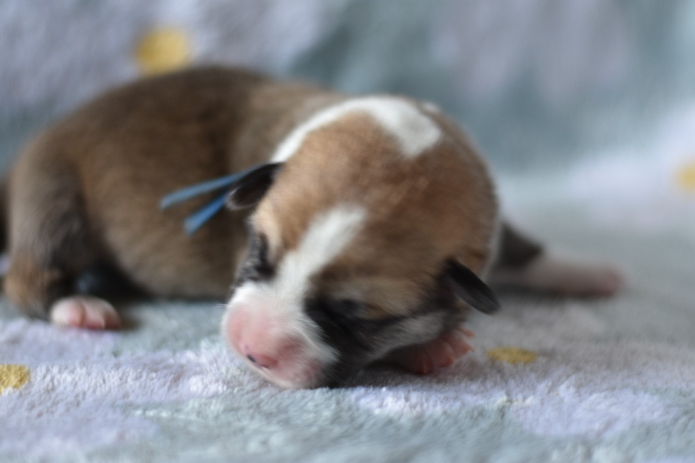 Eli's Farm - Chiots disponibles - Welsh Corgi Pembroke