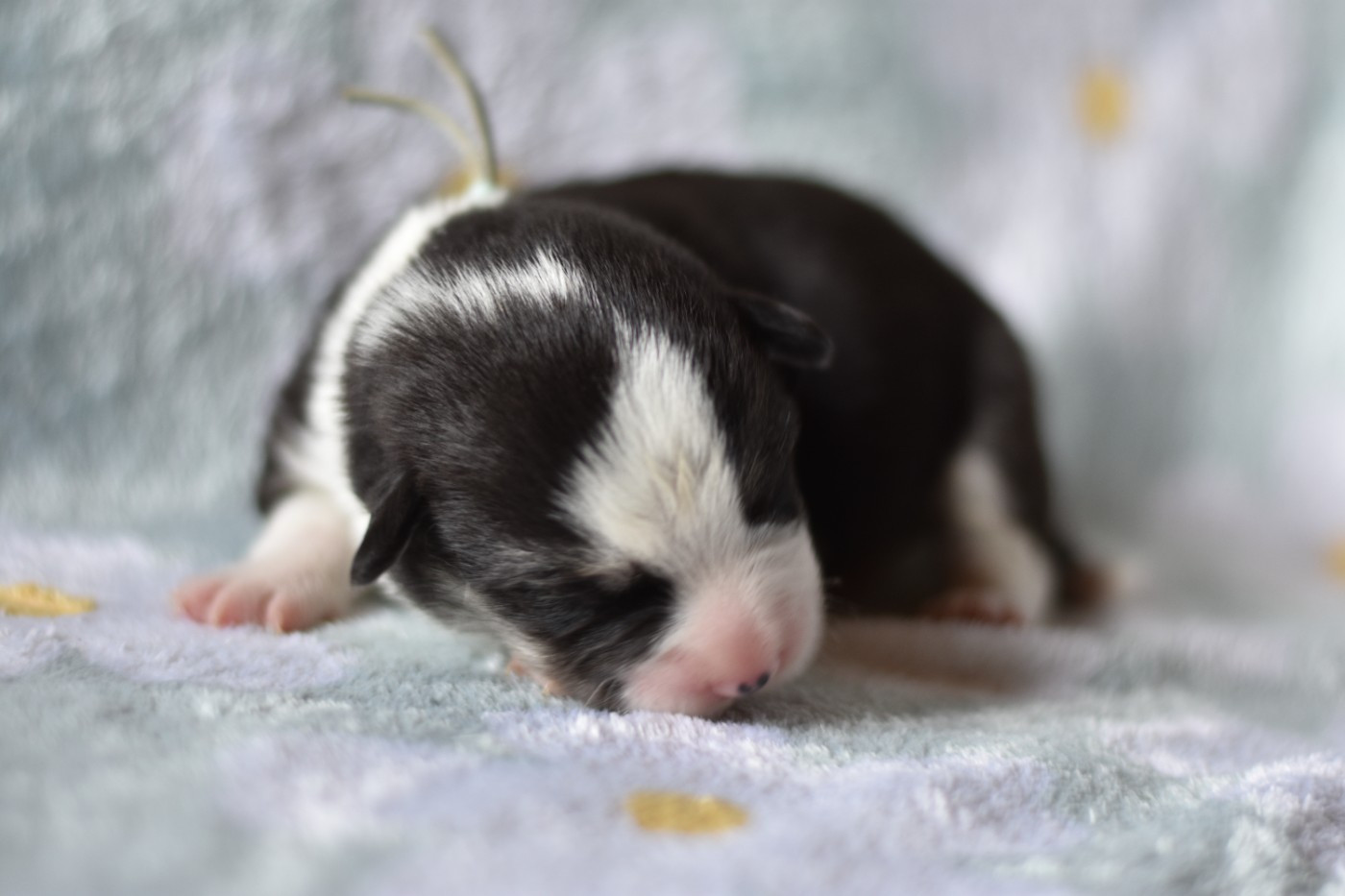 Eli's Farm - Chiots disponibles - Welsh Corgi Pembroke