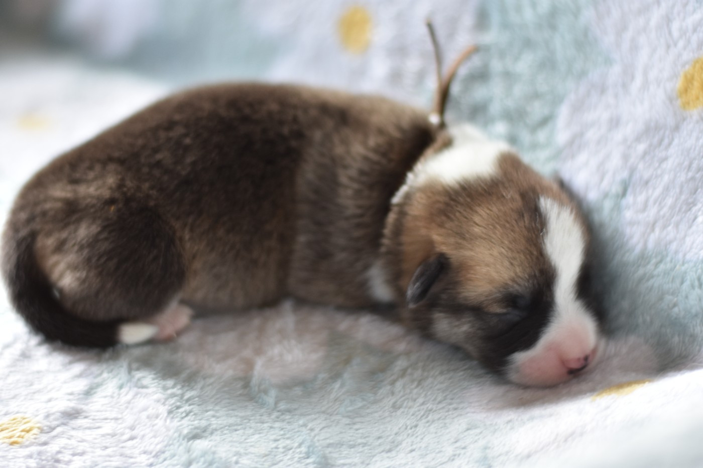 Eli's Farm - Chiots disponibles - Welsh Corgi Pembroke