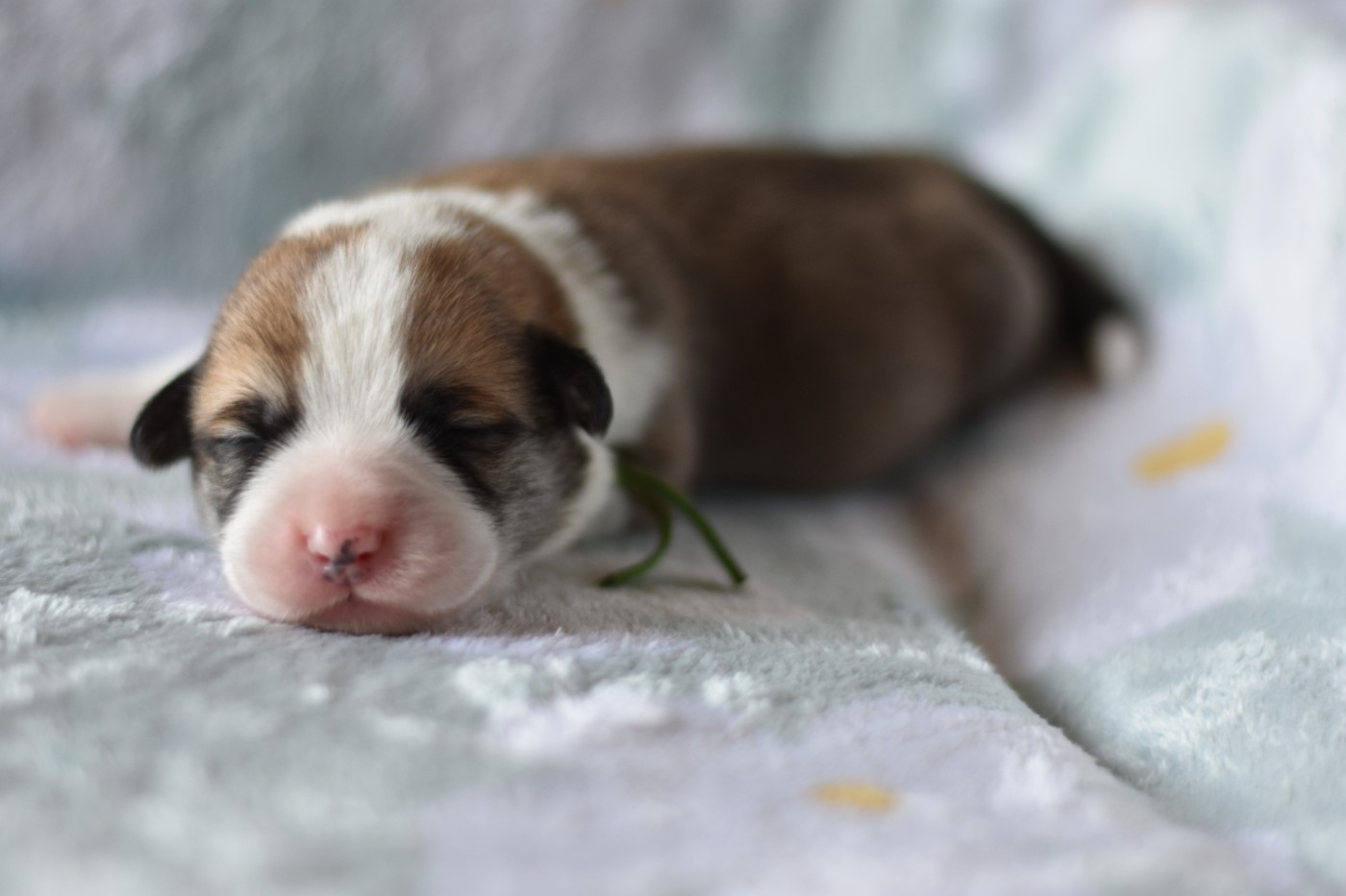 Eli's Farm - Chiots disponibles - Welsh Corgi Pembroke