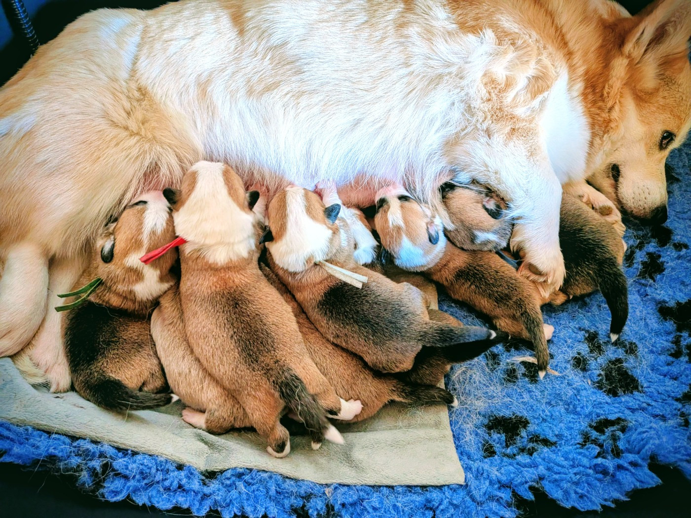 Eli's Farm - Welsh Corgi Pembroke - Portée née le 10/02/2026