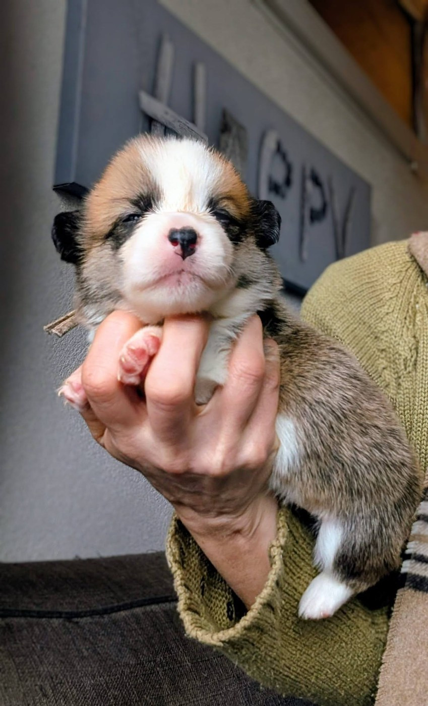 Eli's Farm - Chiots disponibles - Welsh Corgi Pembroke