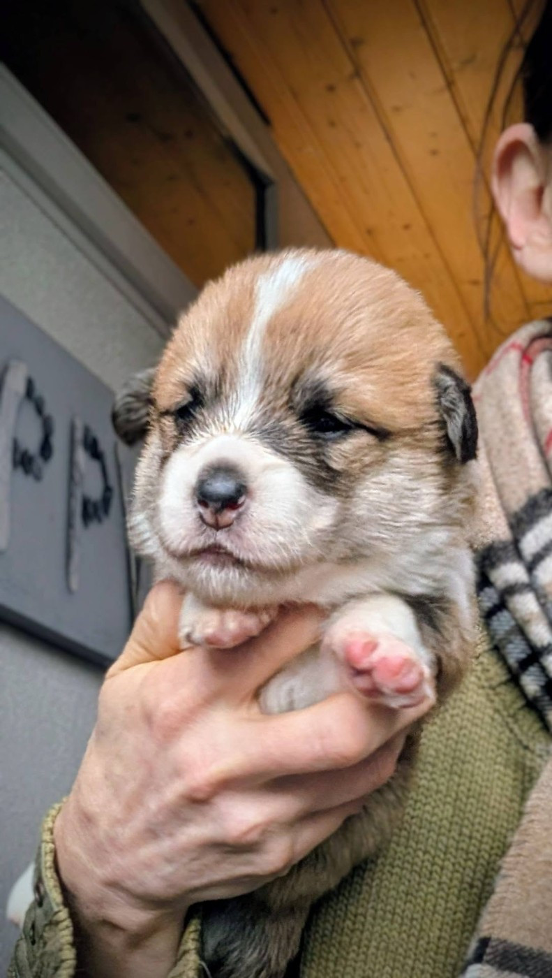 Eli's Farm - Chiots disponibles - Welsh Corgi Pembroke