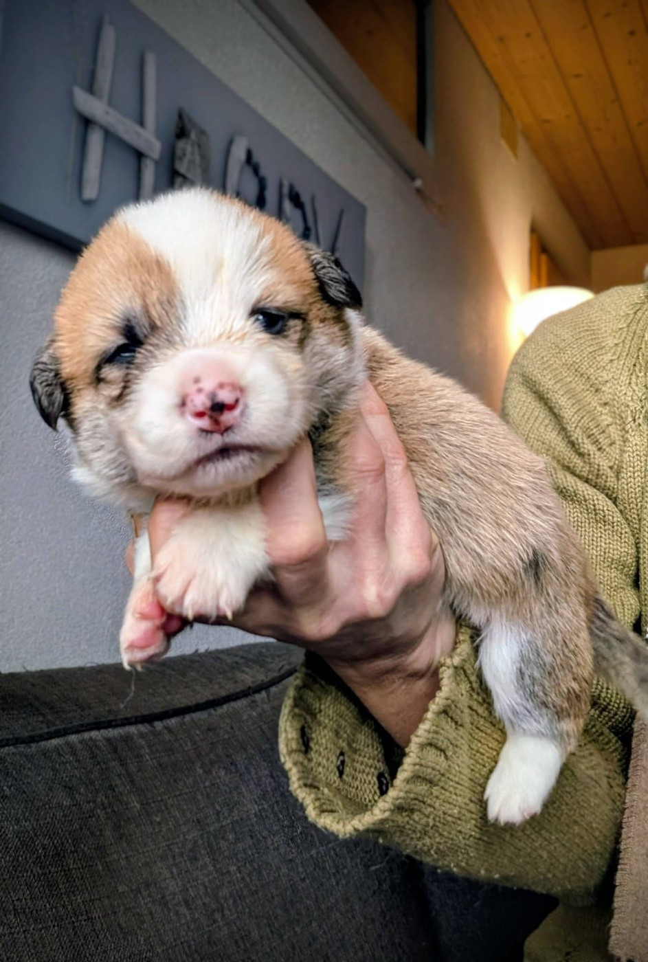 Eli's Farm - Chiots disponibles - Welsh Corgi Pembroke