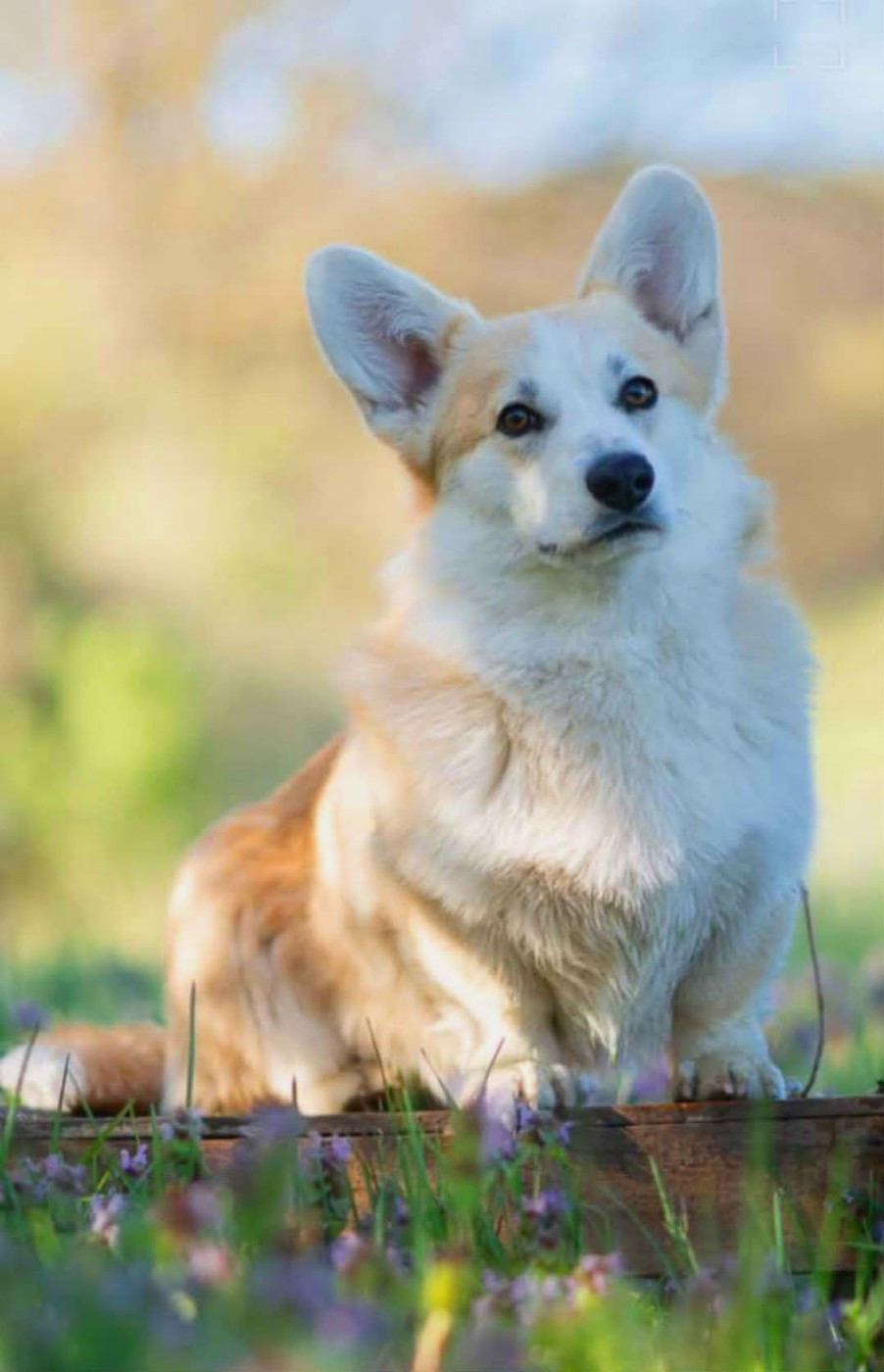 Eli's Farm - Chiots disponibles - Welsh Corgi Pembroke