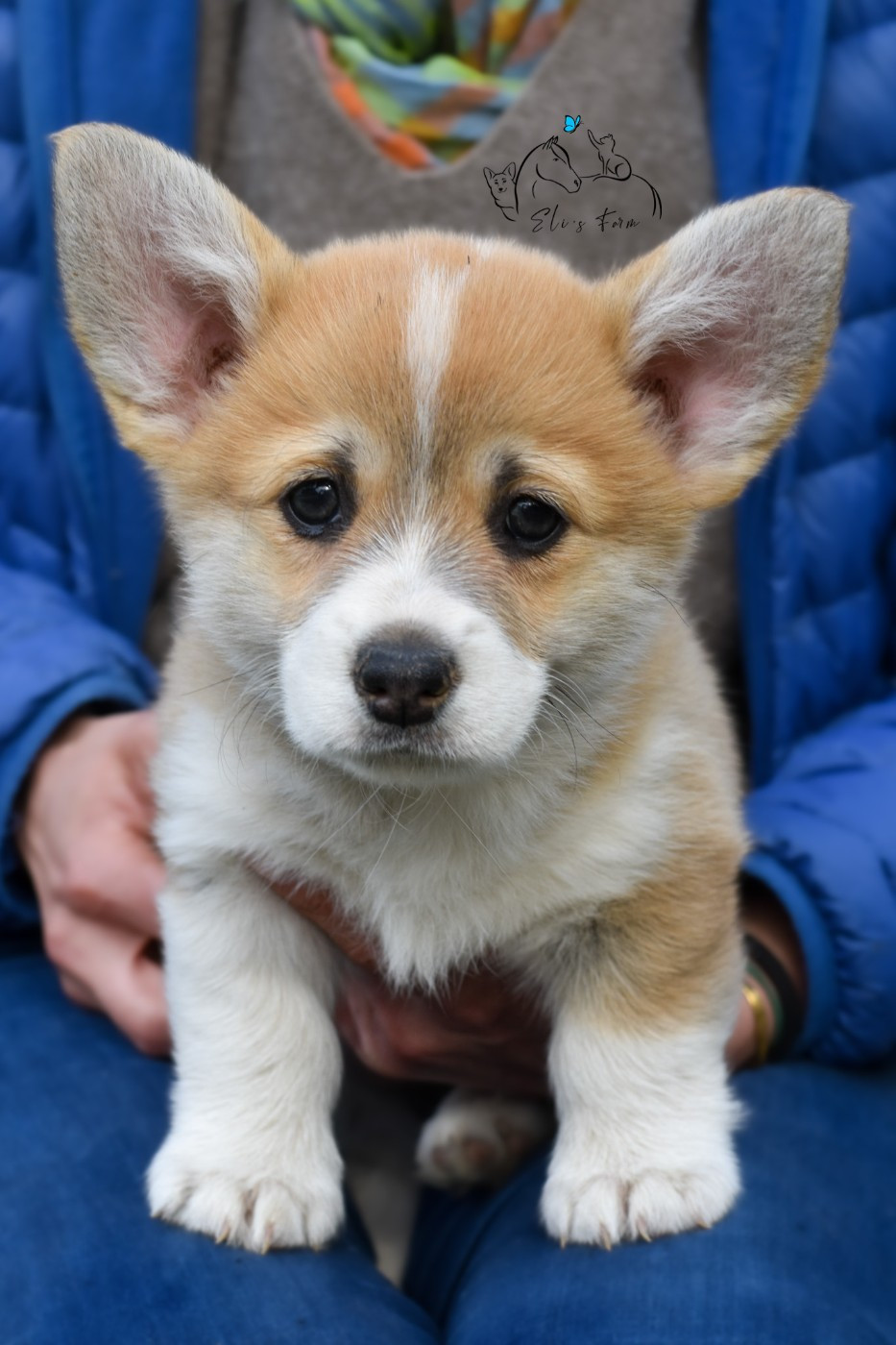 Eli's Farm - Chiots disponibles - Welsh Corgi Pembroke