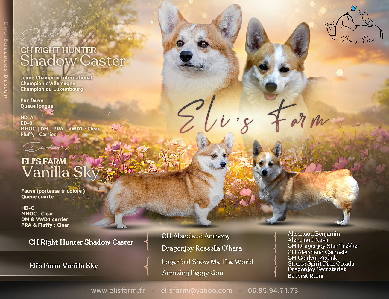 Chiot Welsh Corgi Pembroke Eli's Farm