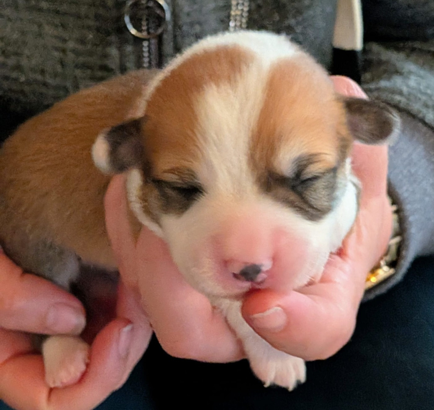 Eli's Farm - Chiots disponibles - Welsh Corgi Pembroke
