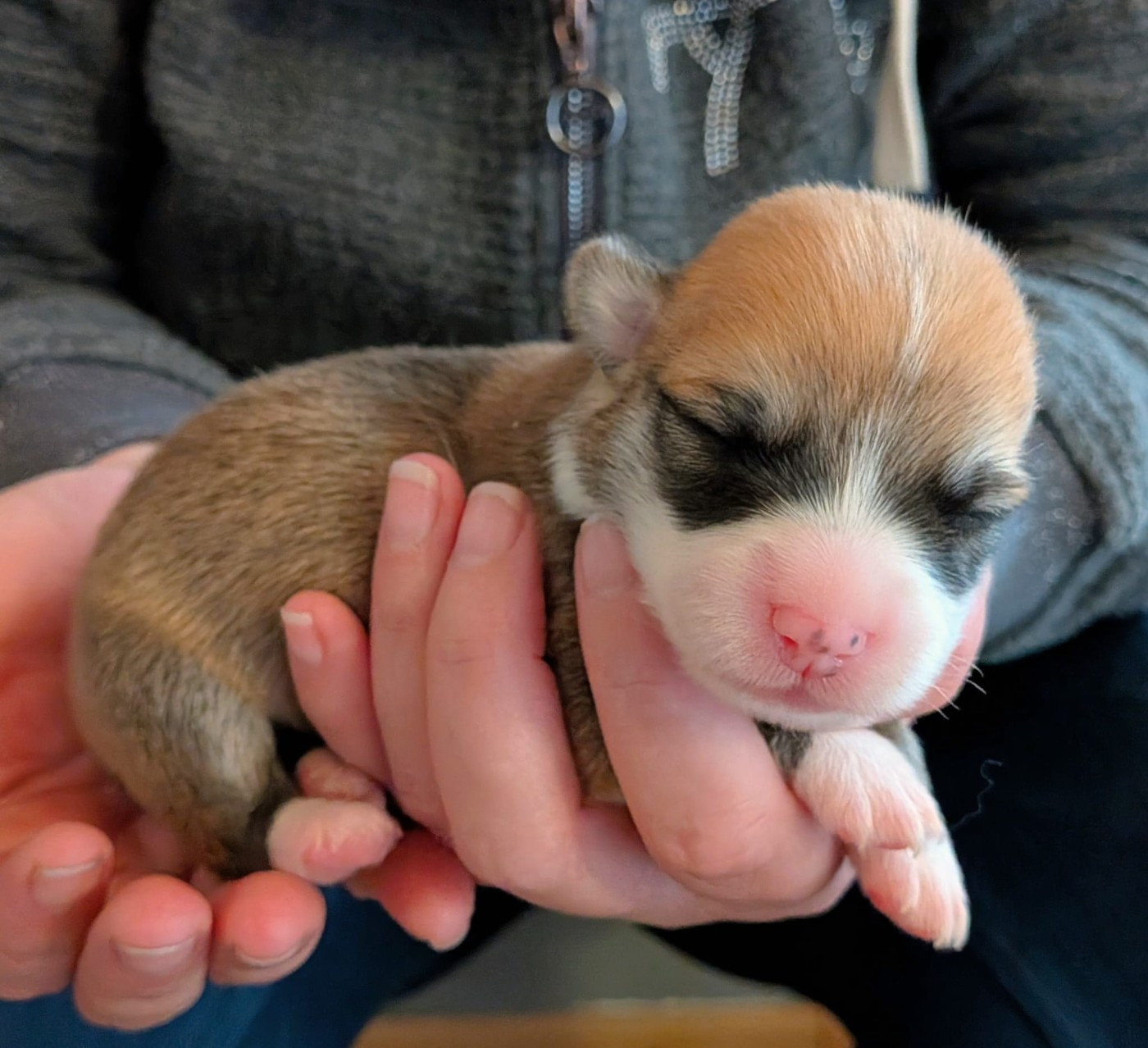 Eli's Farm - Chiots disponibles - Welsh Corgi Pembroke