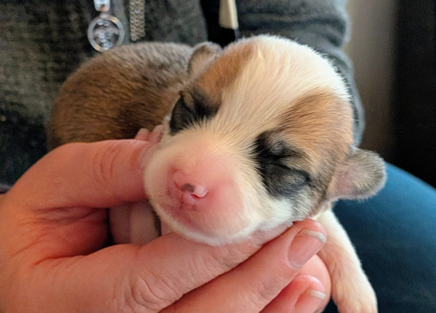 Eli's Farm - Chiots disponibles - Welsh Corgi Pembroke