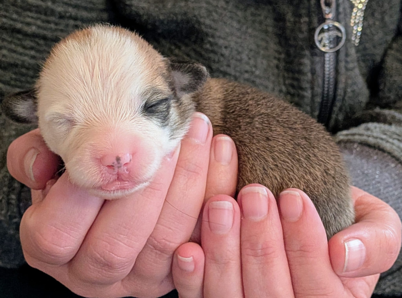 Eli's Farm - Chiots disponibles - Welsh Corgi Pembroke