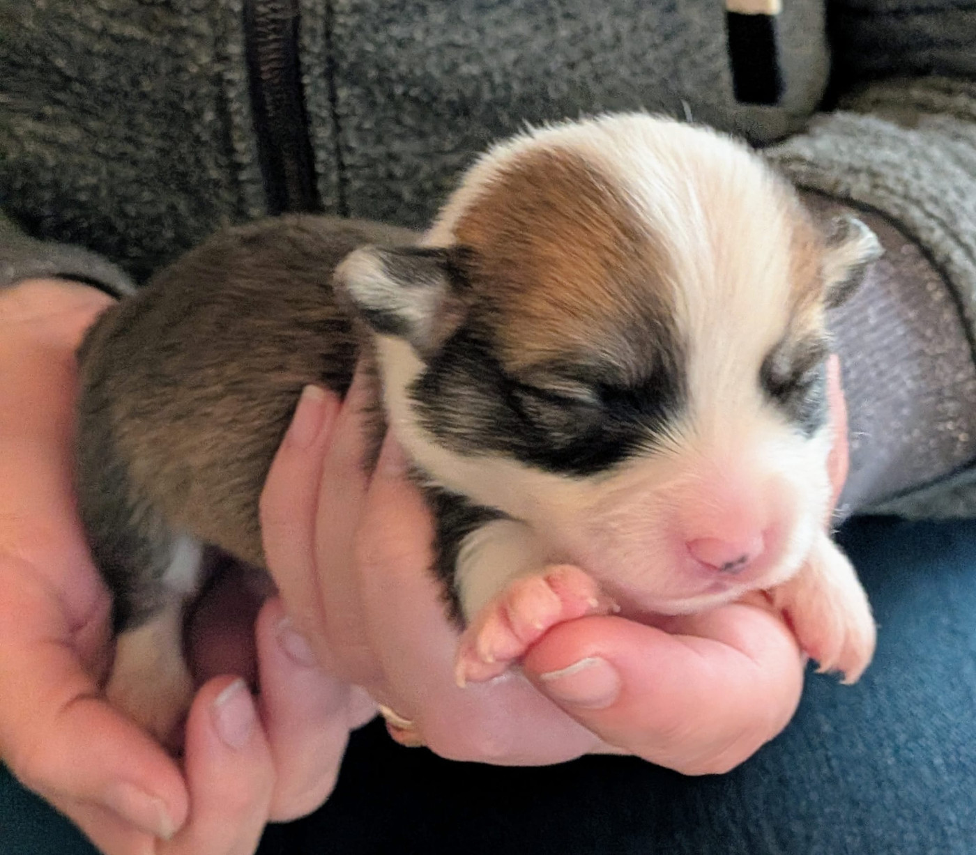 Eli's Farm - Chiots disponibles - Welsh Corgi Pembroke