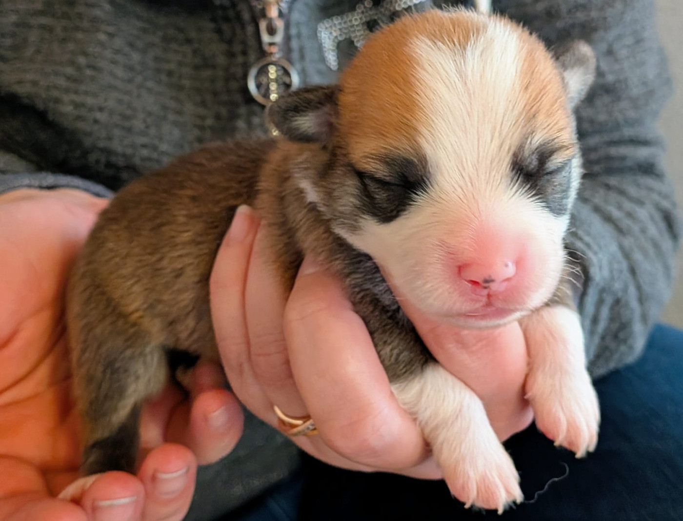 Eli's Farm - Chiots disponibles - Welsh Corgi Pembroke