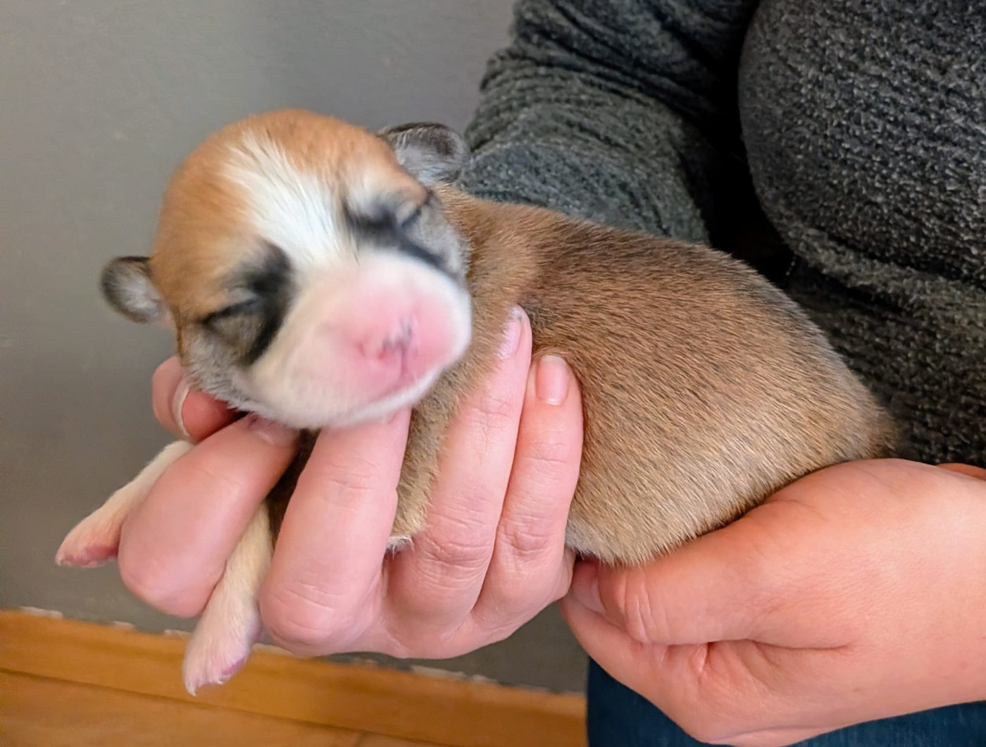 Eli's Farm - Chiots disponibles - Welsh Corgi Pembroke