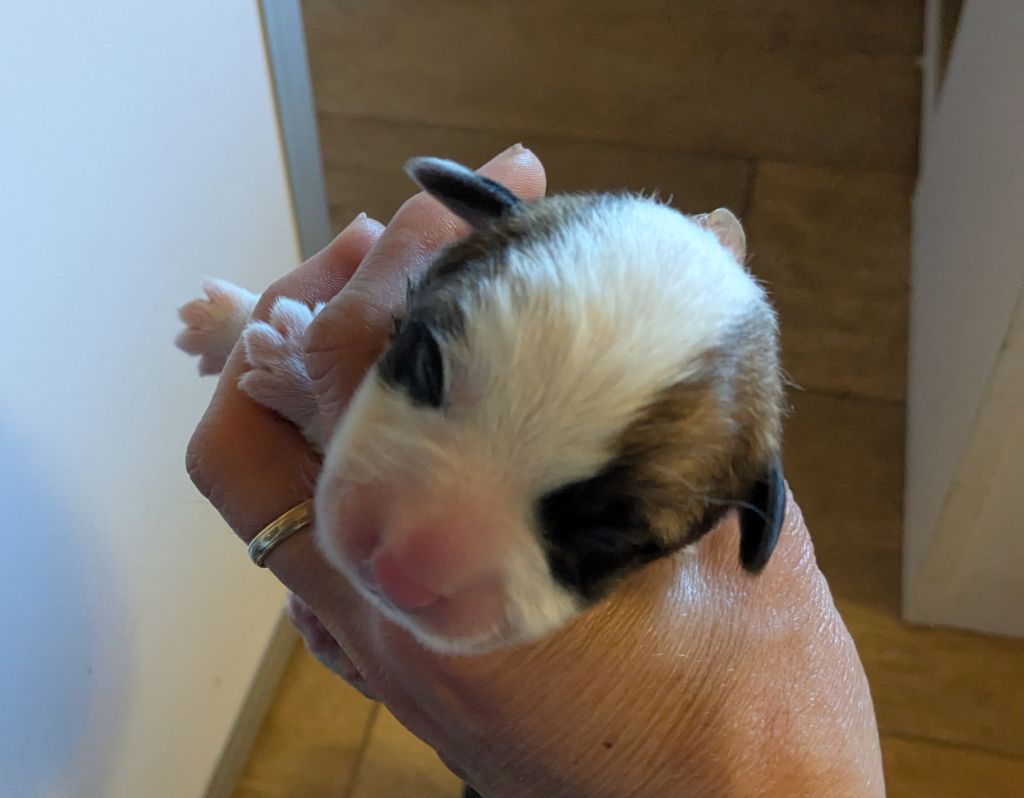 Eli's Farm - Chiots disponibles - Welsh Corgi Pembroke