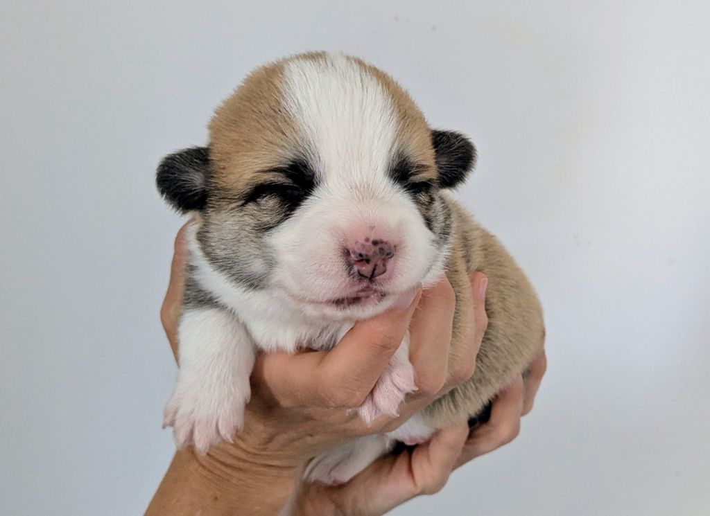 Eli's Farm - Chiots disponibles - Welsh Corgi Pembroke