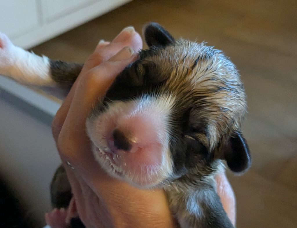 Eli's Farm - Chiots disponibles - Welsh Corgi Pembroke