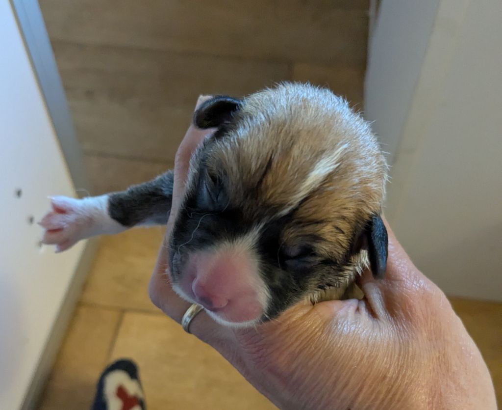 Eli's Farm - Chiots disponibles - Welsh Corgi Pembroke