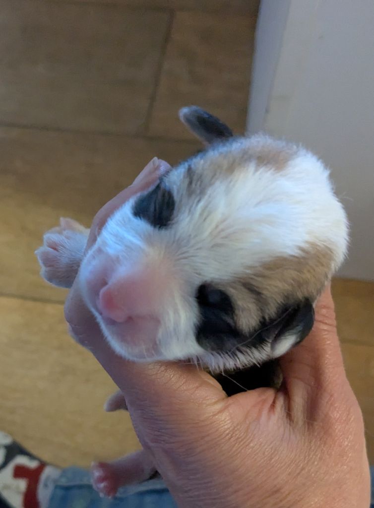 Eli's Farm - Chiots disponibles - Welsh Corgi Pembroke