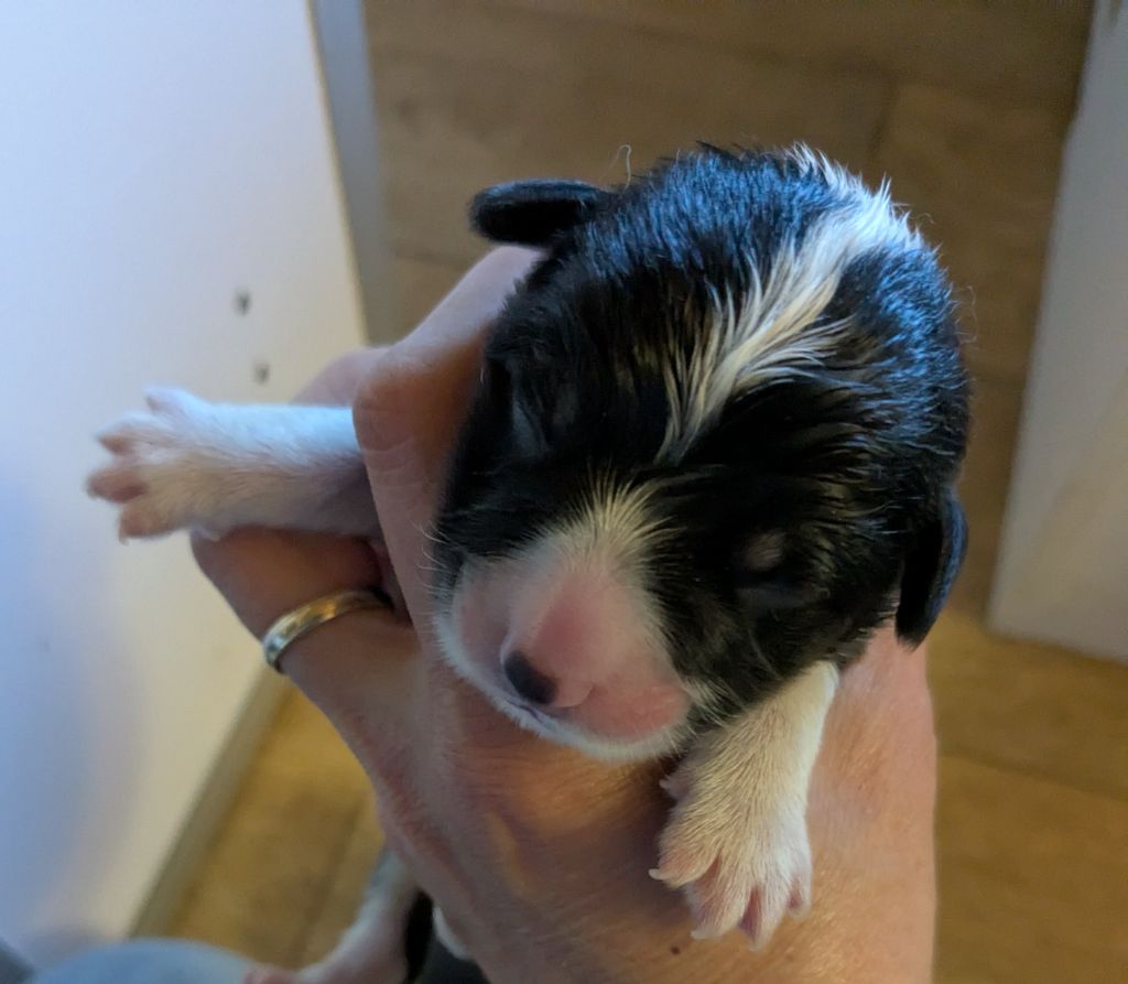 Eli's Farm - Chiots disponibles - Welsh Corgi Pembroke