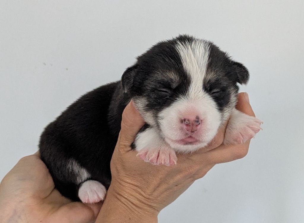 Eli's Farm - Chiots disponibles - Welsh Corgi Pembroke