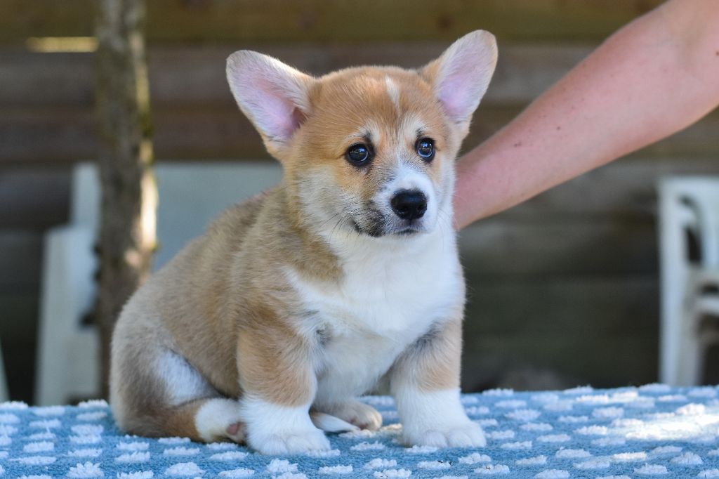 Eli's Farm - Welsh Corgi Pembroke - Portée née le 04/05/2025