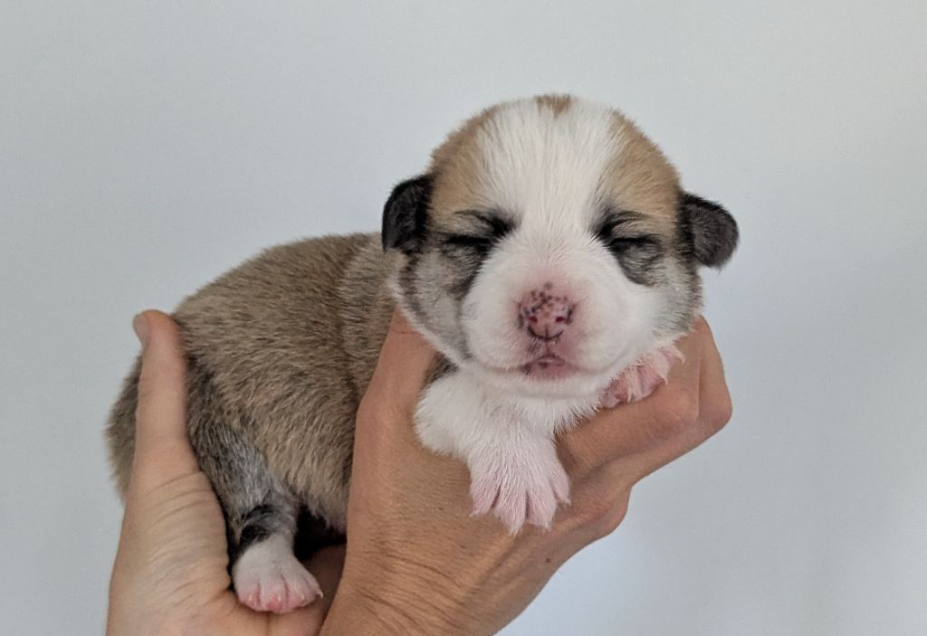 Eli's Farm - Chiots disponibles - Welsh Corgi Pembroke