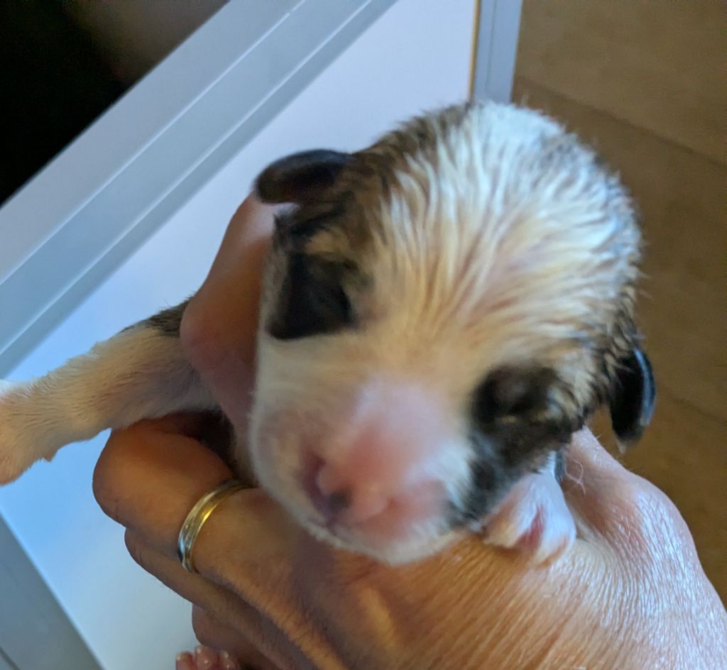 Eli's Farm - Chiots disponibles - Welsh Corgi Pembroke
