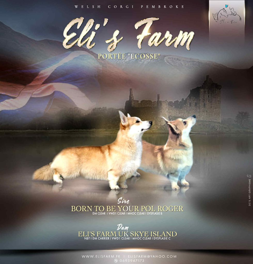 Eli's Farm - Welsh Corgi Pembroke - Portée née le 19/07/2025