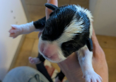 CHIOT 7