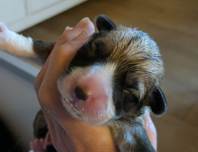 CHIOT 4